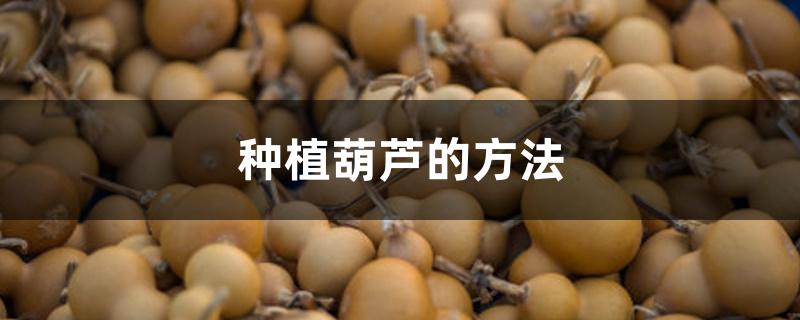 种植葫芦的方法