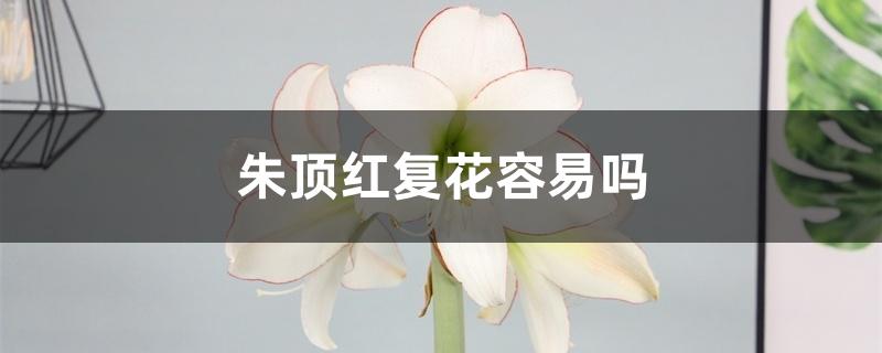 朱顶红复花容易吗 朱顶红复花容易吗
