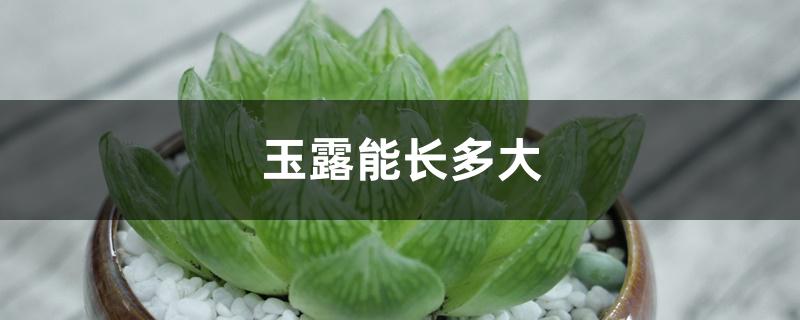 玉露能长多大