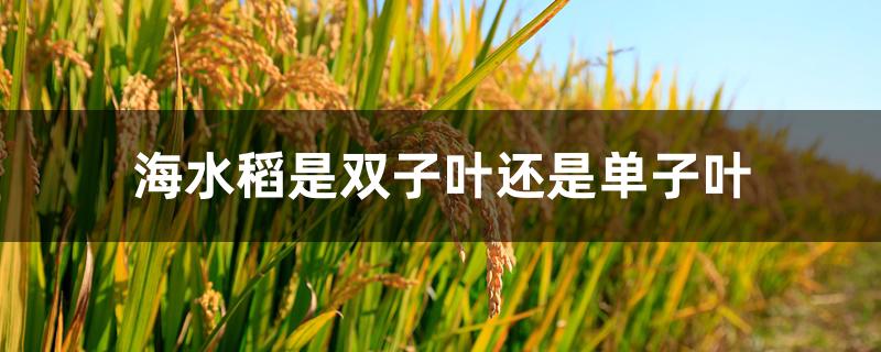 海水稻是双子叶还是单子叶