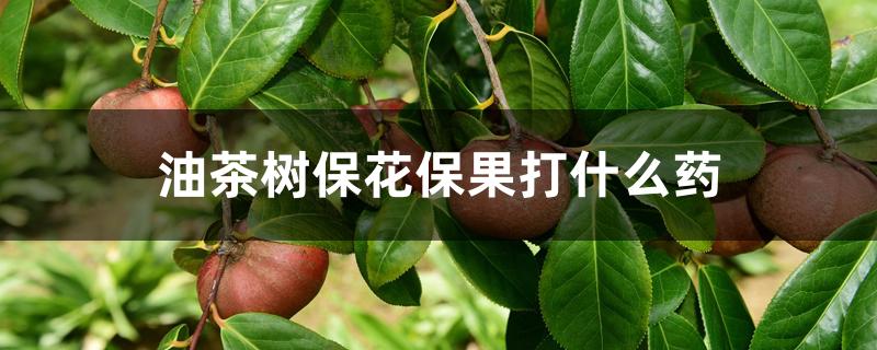油茶树保花保果打什么药