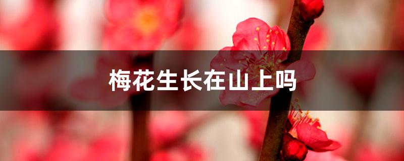 梅花生长在山上吗