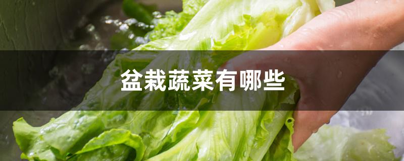 盆栽蔬菜有哪些