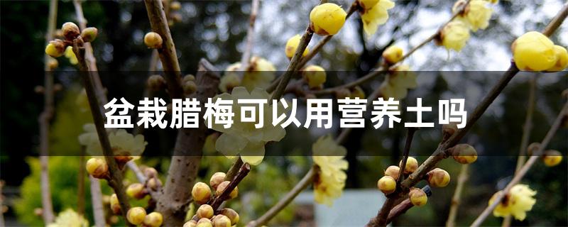 盆栽腊梅可以用营养土吗