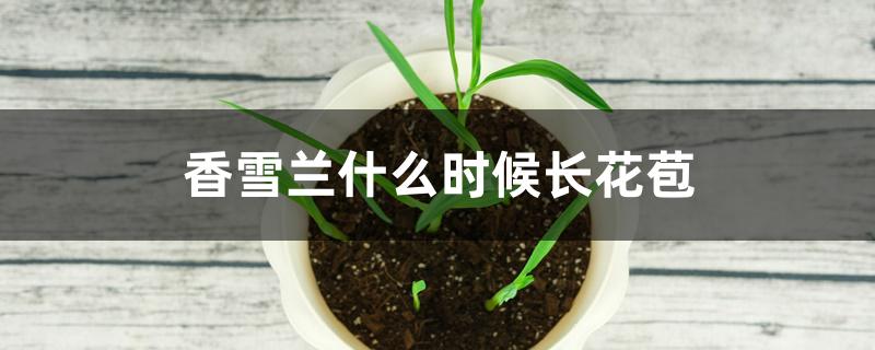 香雪兰什么时候长花苞 香雪兰什么时候长花苞