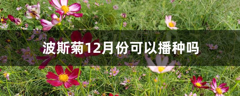 波斯菊12月份可以播种吗