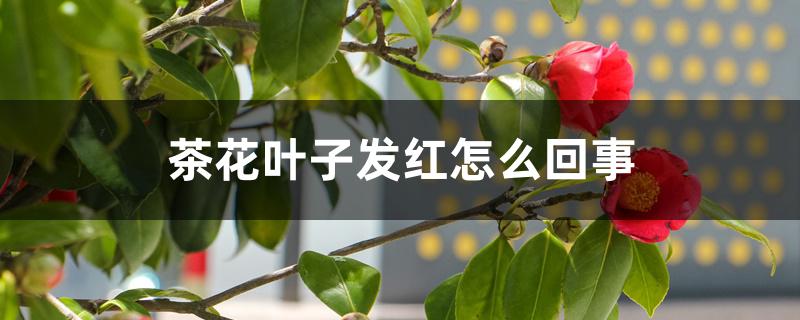 茶花叶子发红怎么回事