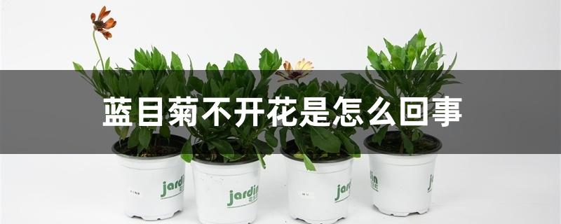 蓝目菊不开花是怎么回事