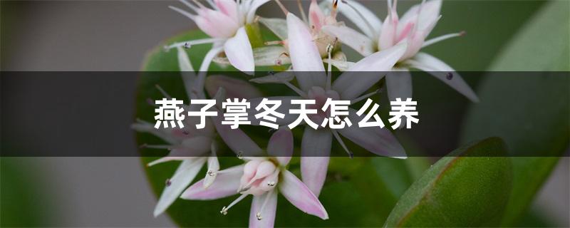 燕子掌冬天怎么养