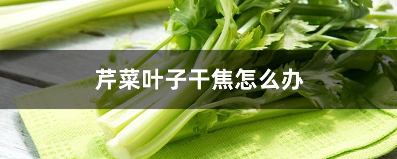 芹菜叶子干焦怎么办