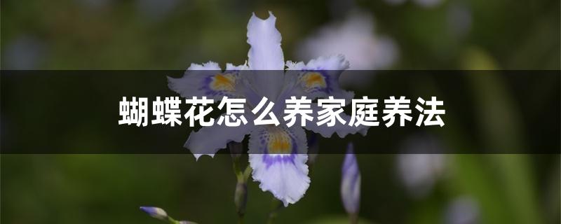 蝴蝶花怎么养家庭养法