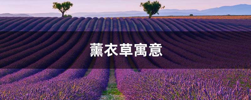 薰衣草寓意