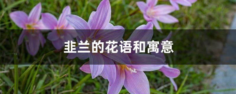 韭兰的花语和寓意