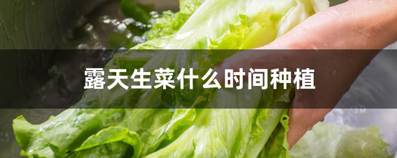 露天生菜什么时间种植