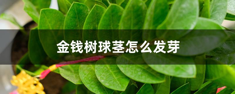 金钱树球茎怎么发芽