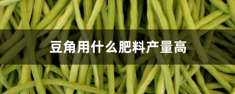 豆角用什么肥料产量高