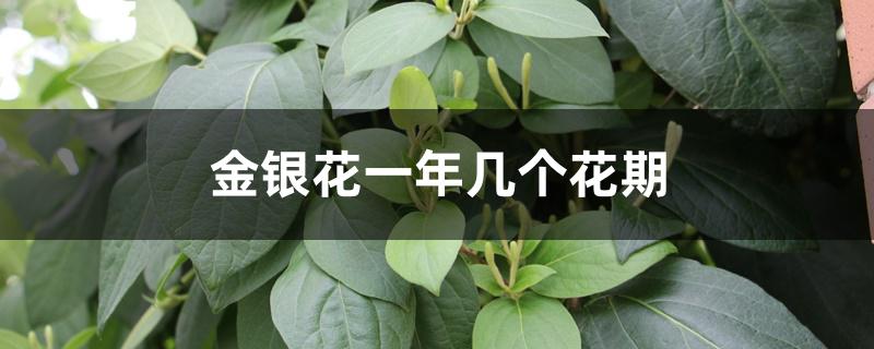 金银花一年几个花期 金银花一年几个花期