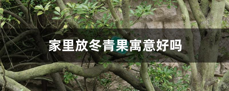 家里放冬青果寓意好吗