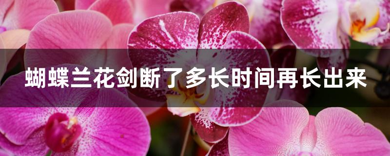 蝴蝶兰花剑断了多长时间再长出来