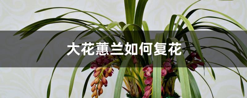 大花蕙兰如何复花