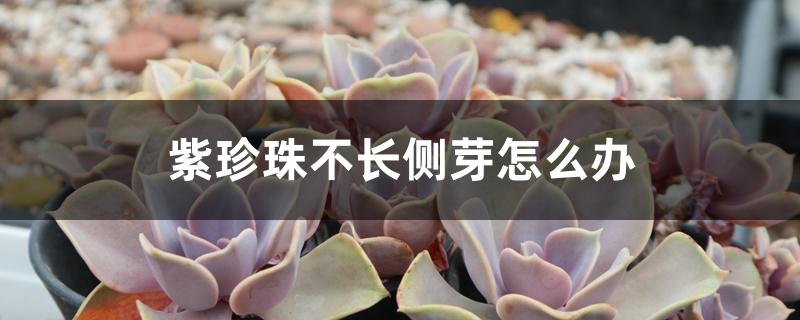 紫珍珠不长侧芽怎么办 紫珍珠不长侧芽怎么办