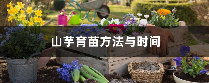 山芋育苗方法与时间