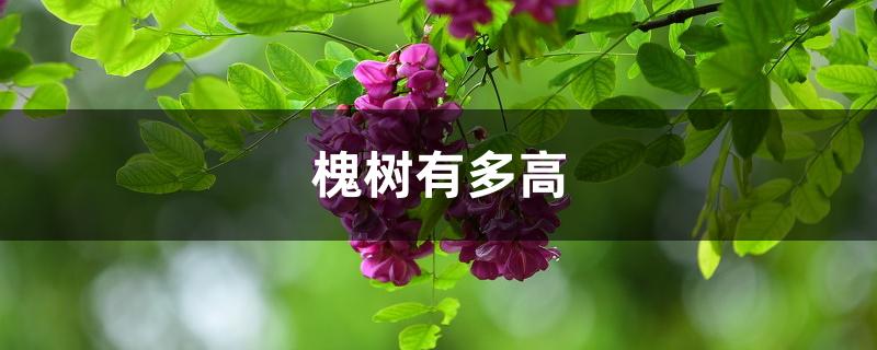 槐树有多高