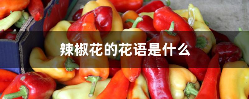 辣椒花的花语是什么