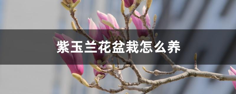 紫玉兰花盆栽怎么养