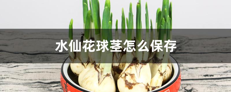 水仙花球茎怎么保存