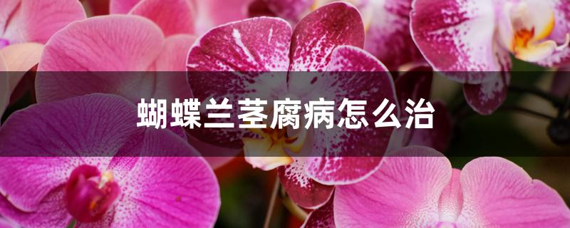 蝴蝶兰茎腐病怎么治