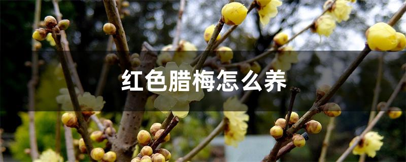 红色腊梅怎么养