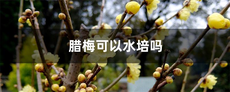 腊梅可以水培吗