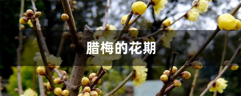 腊梅的花期