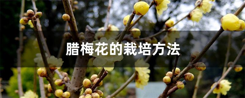腊梅花的栽培方法 腊梅花的栽培方法