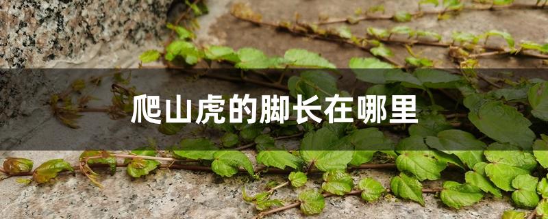 爬山虎的脚长在哪里