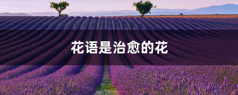 花语是治愈的花