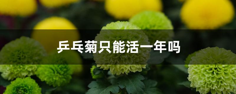 乒乓菊只能活一年吗