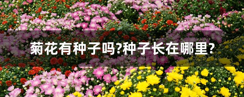 菊花有种子吗?种子长在哪里?