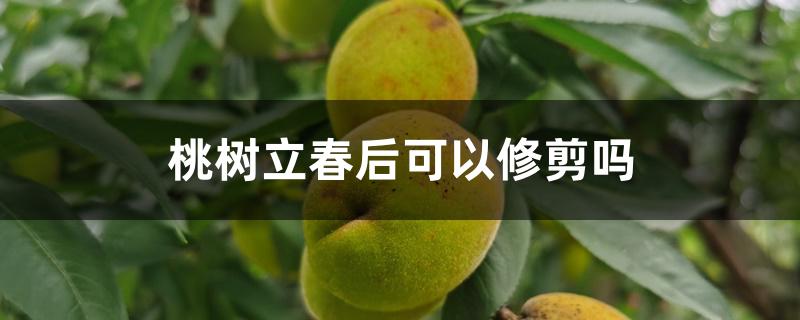 桃树立春后可以修剪吗