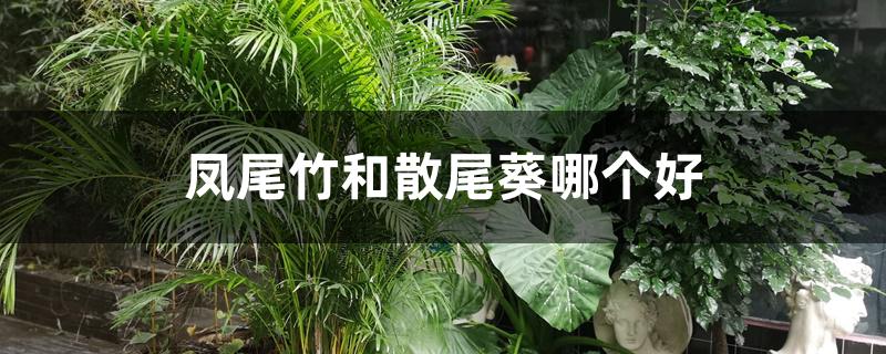 凤尾竹和散尾葵哪个好