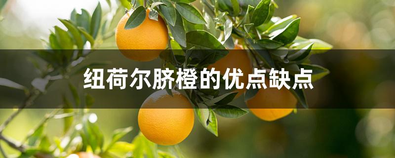 纽荷尔脐橙的优点缺点