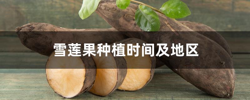 雪莲果种植时间及地区