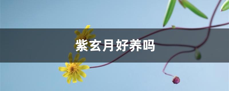 紫玄月好养吗