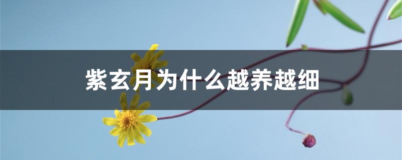 紫玄月为什么越养越细 紫玄月为什么越养越细