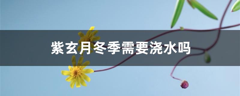 紫玄月冬季需要浇水吗