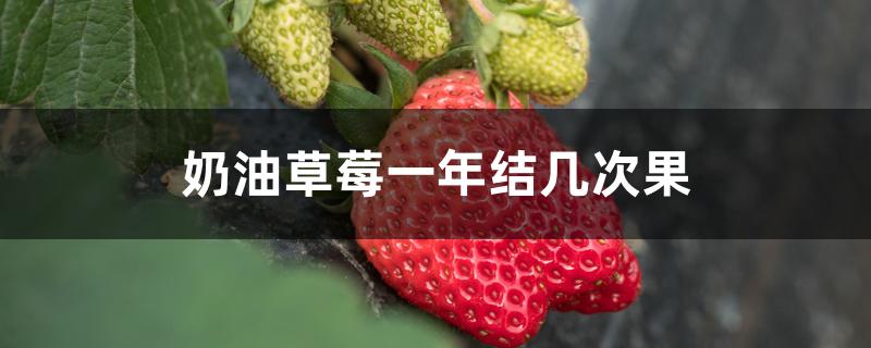 奶油草莓一年结几次果 奶油草莓一年结几次果