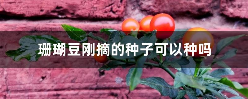 珊瑚豆刚摘的种子可以种吗