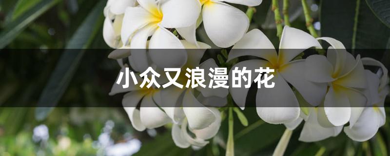 小众又浪漫的花 小众又浪漫的花
