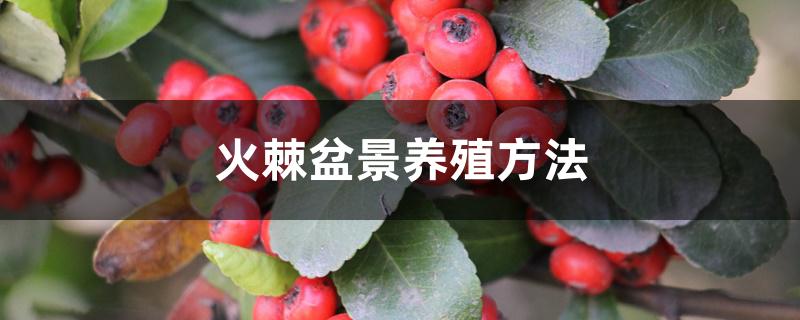 火棘盆景养殖方法